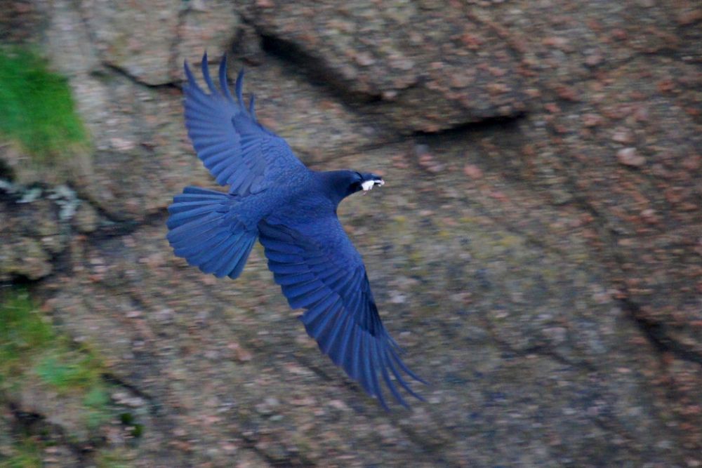 Grand corbeau en vol, ailes déployées, devant une paroi rocheuse