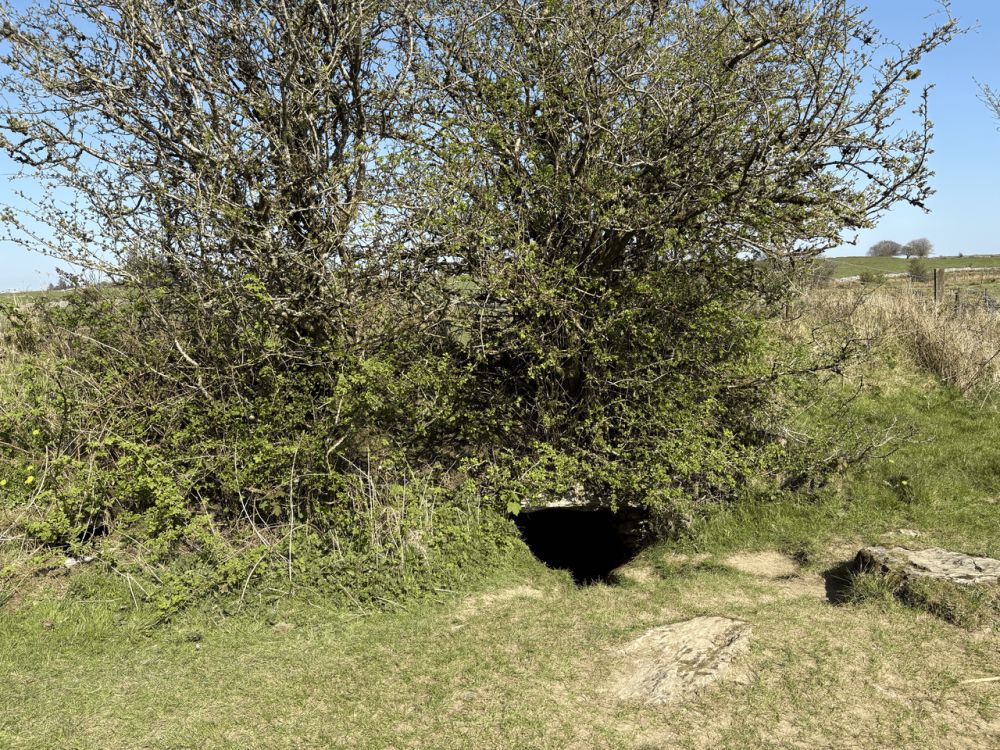 Entrée basse d'une grotte s'ouvrant dans un talus herbeux, sous un buisson d'aubépine
