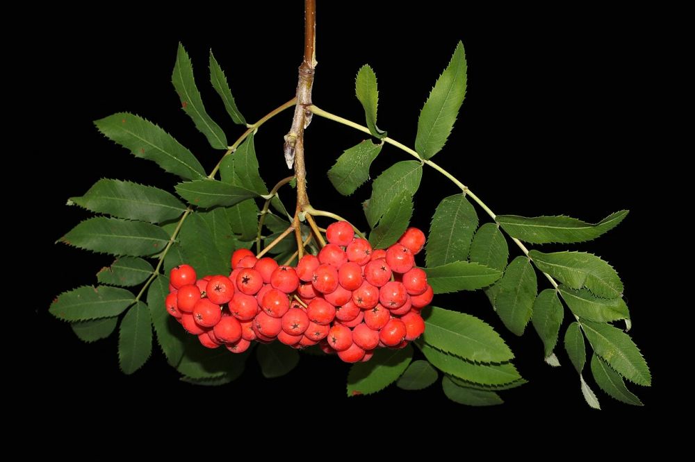 Rameau de sorbier portant des feuilles composées et une grappe dense de baies rouge vif, sur fond noir